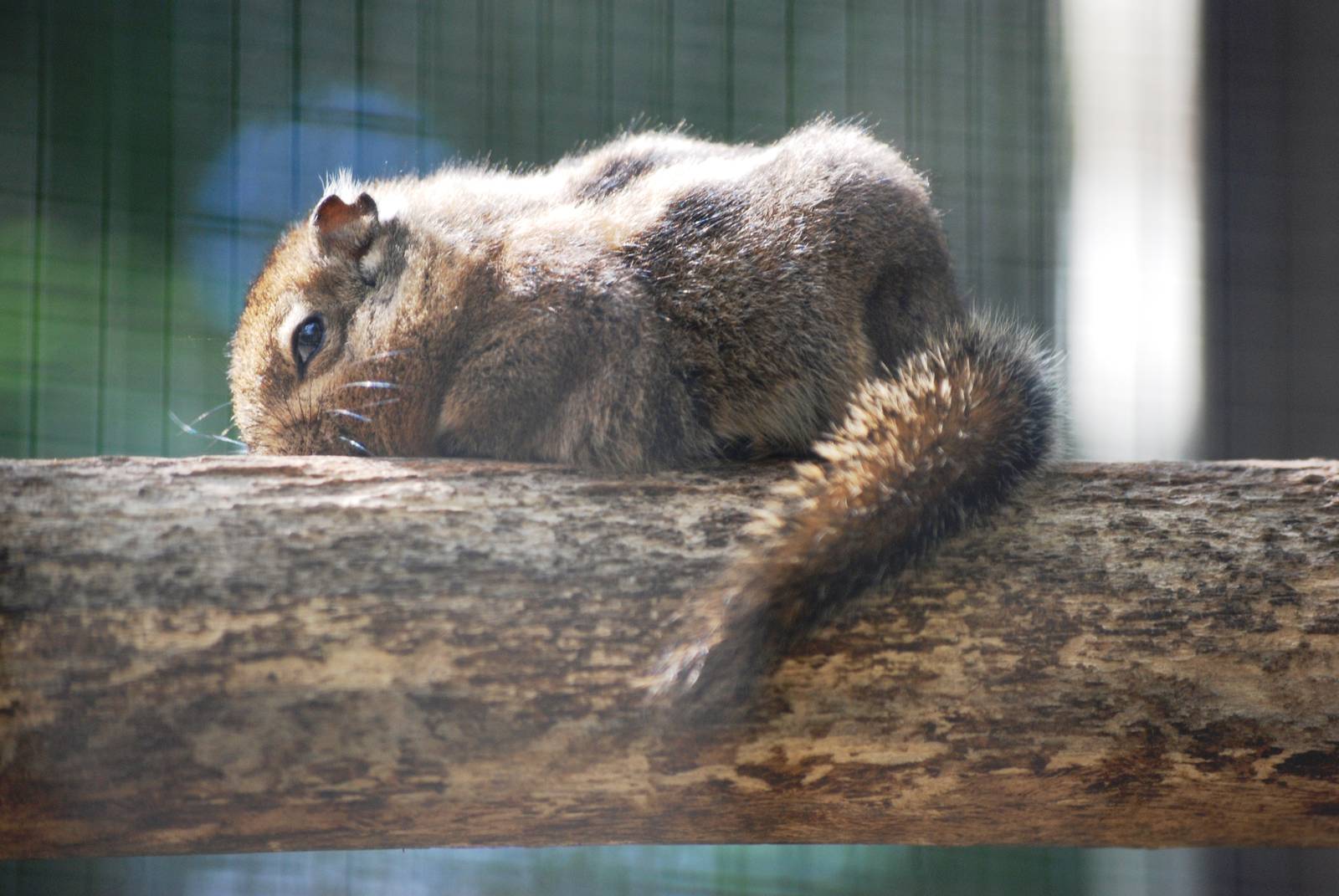 Swinhoe's Striped Squirrel at De Paay, 02/06/12