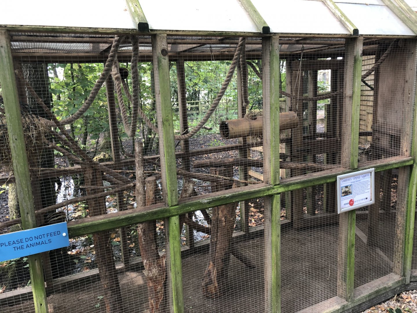 Swinhoe's Striped Squirrel at Lakeland Wildlife Oasis (2020)