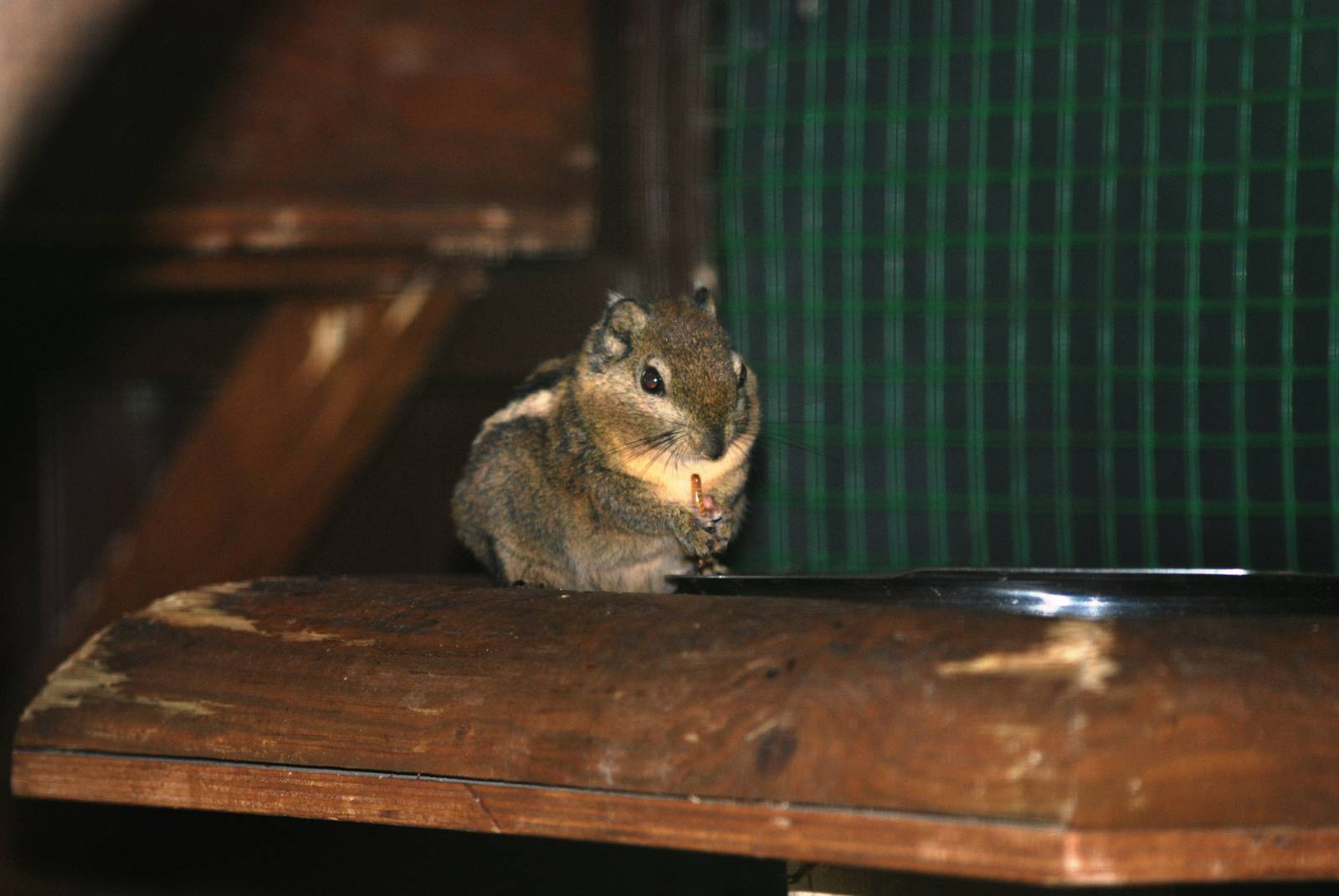 Swinhoe's Striped Squirrel at Paradise WP, 01/09/13