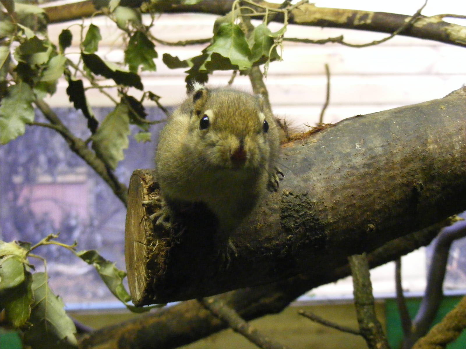 Swinhoe's striped squirrel at Shaldon Zoo, 28 December 2010