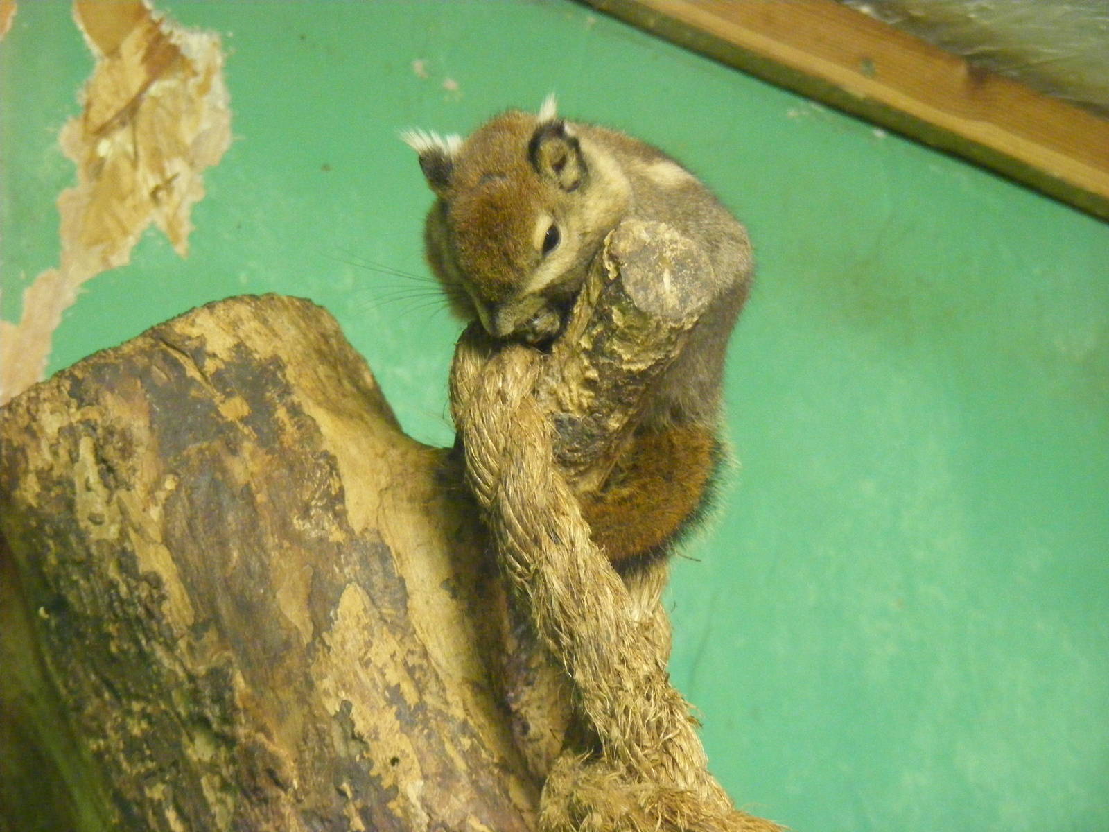 Swinhoe's striped squirrel at Shaldon Zoo, 28 December 2010