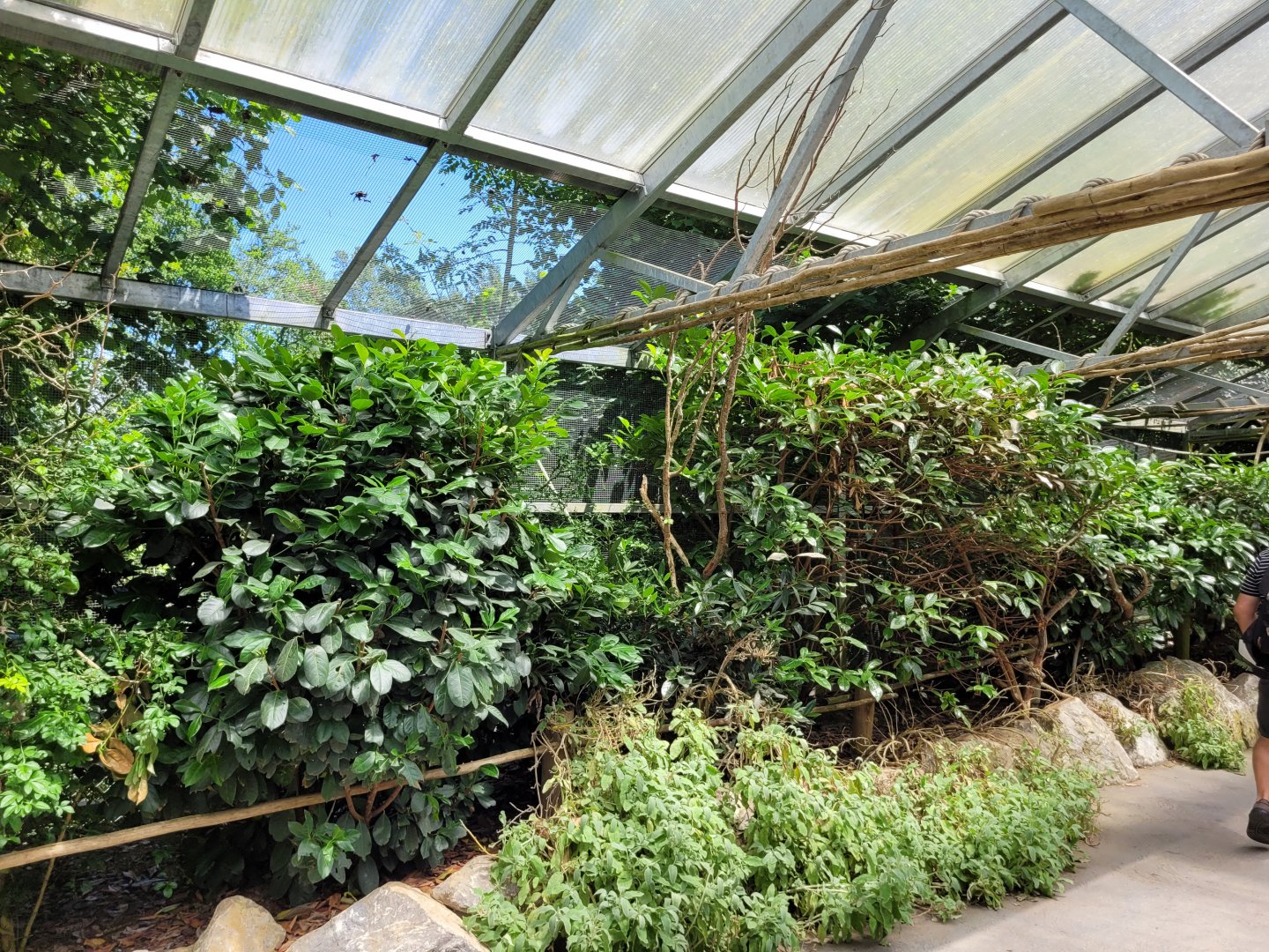 Swinhoe's striped squirrel, Diamond dove, Zebra finch, Rainbow lorikeet, Asian blue quail and Satyr tragopan exhibit -Zoo d'Asson (2022)