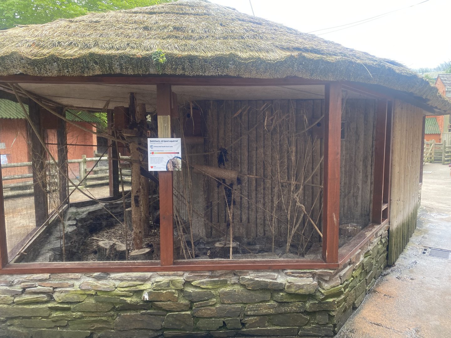 Swinhoe’s striped squirrel enclosure 060523