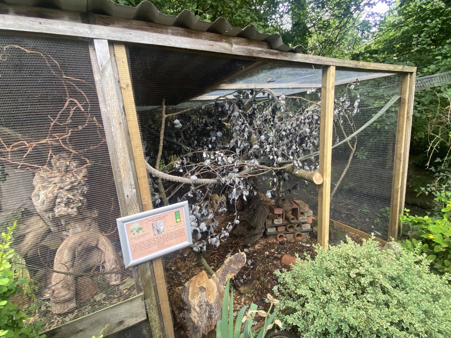 Swinhoe’s striped squirrel enclosure 060625