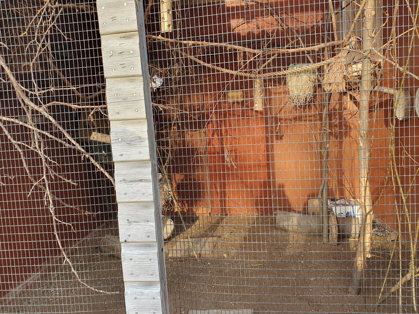 Swinhoe's Striped Squirrel enclosure 17/12/23