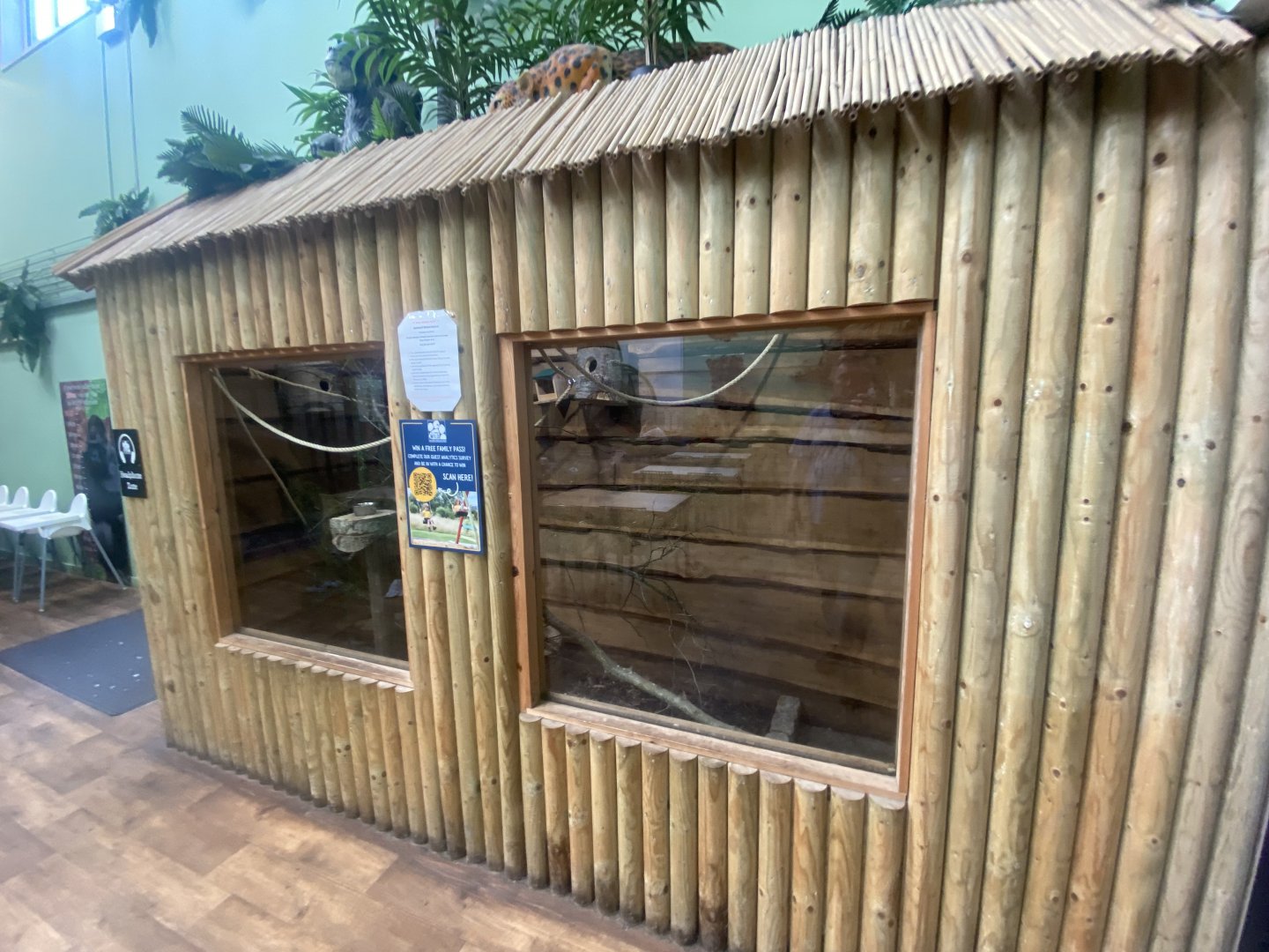 Swinhoe’s striped squirrel enclosure indoors 280425