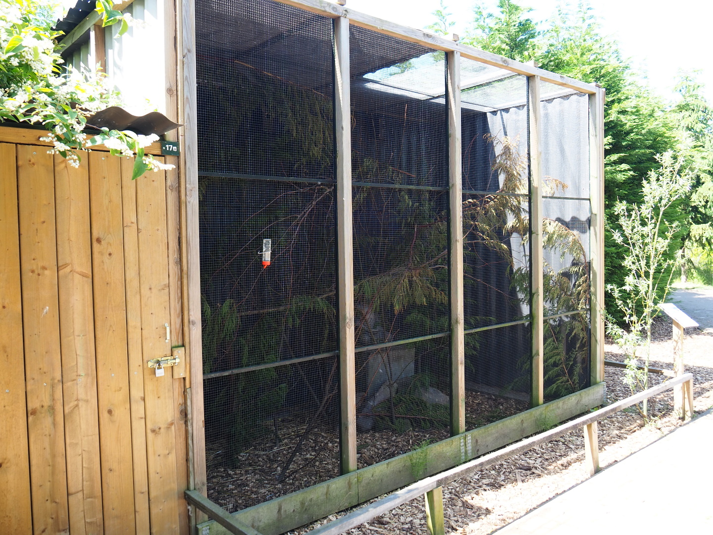 Swinhoe's striped squirrel exhibit, 2019-06-01