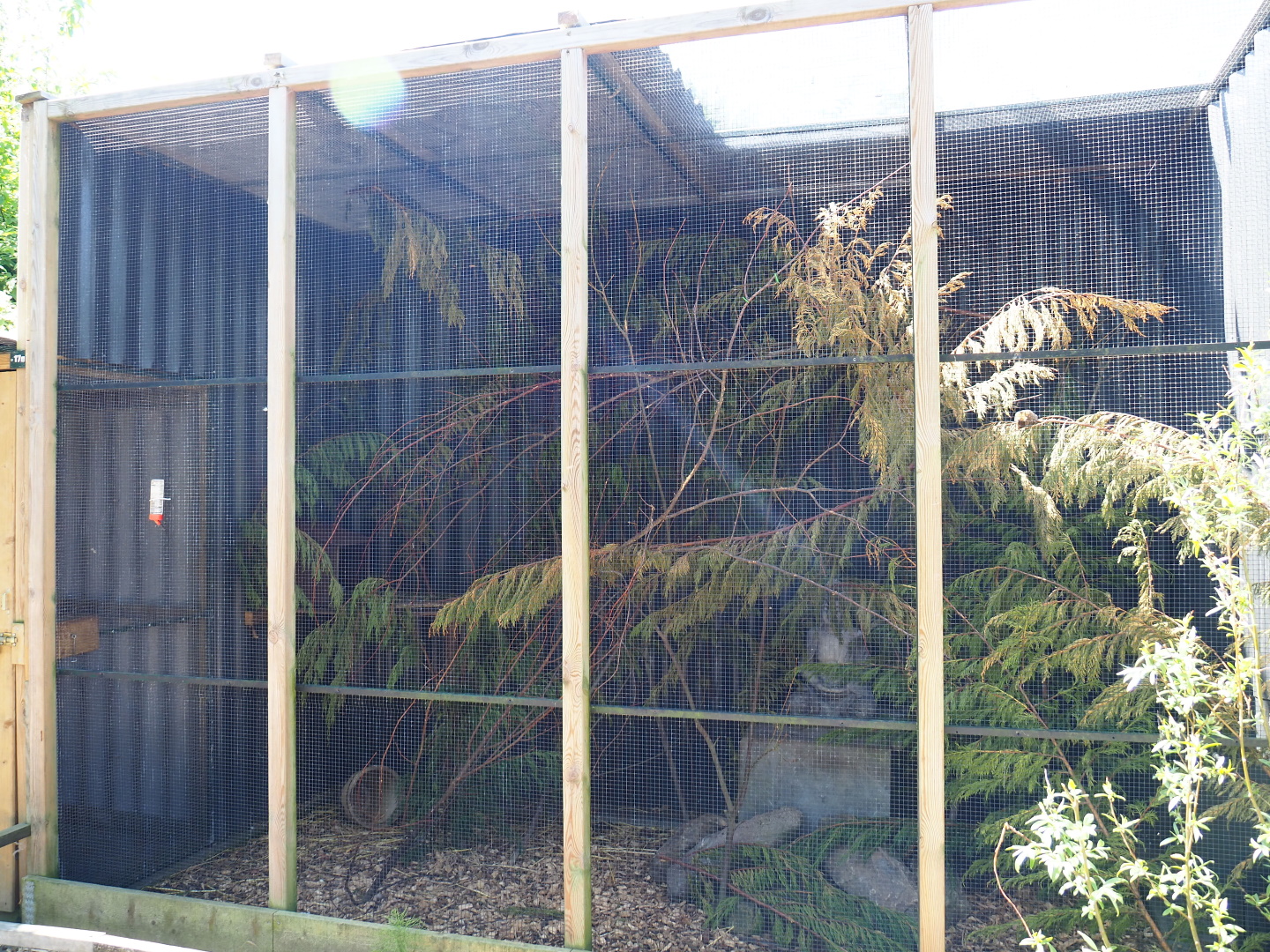 Swinhoe's striped squirrel exhibit, 2019-06-01