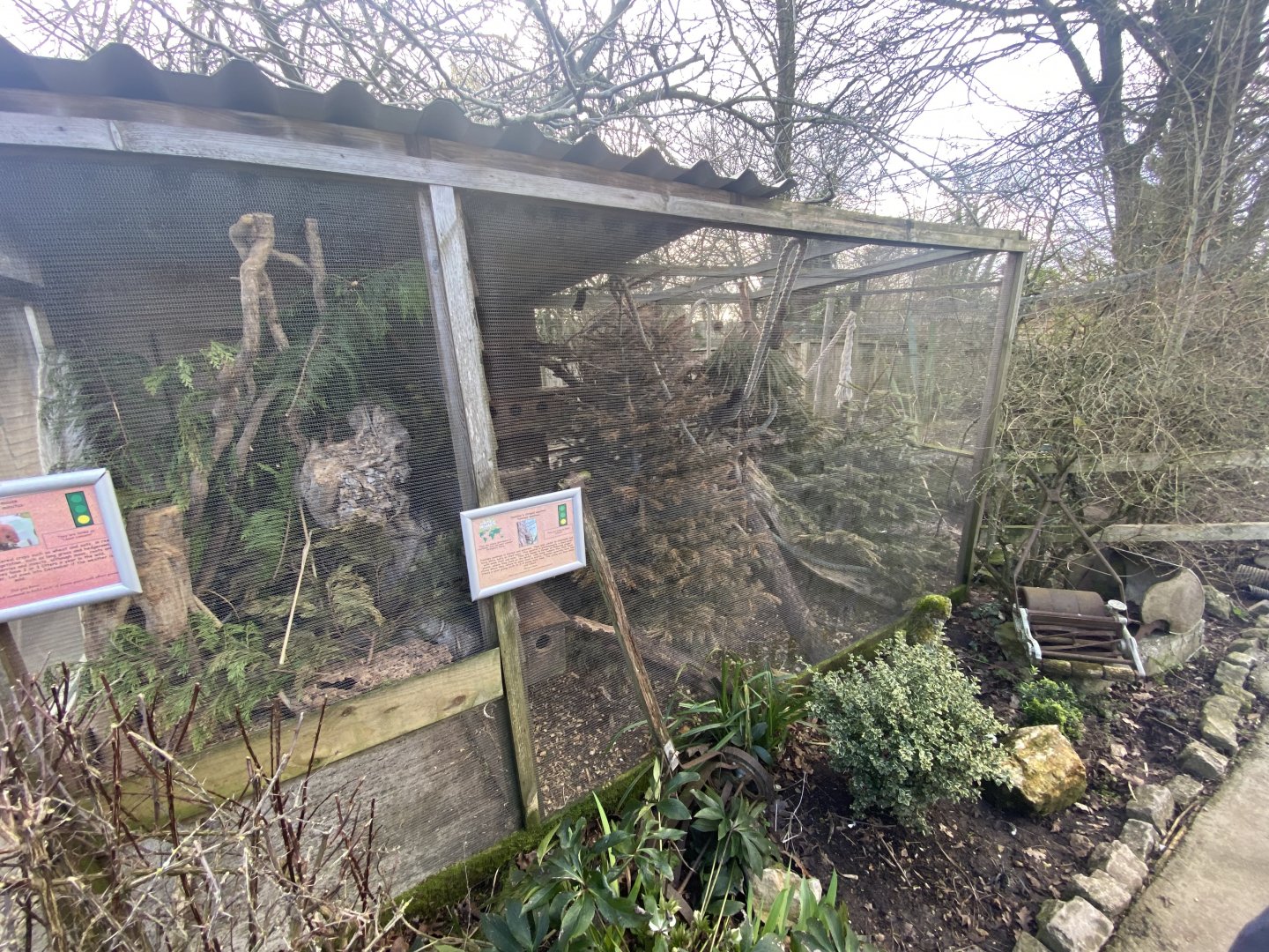 Swinhoe's striped squirrel exhibit 250222