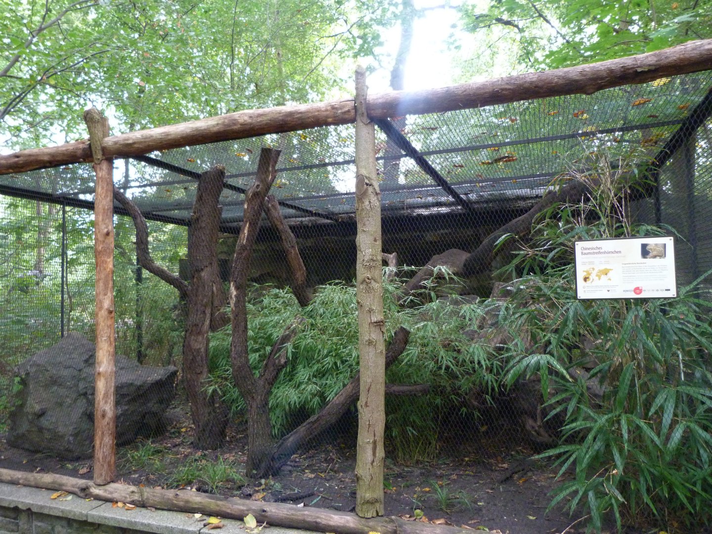 Swinhoe’s striped squirrel exhibit -Tierpark Berlin (2024)