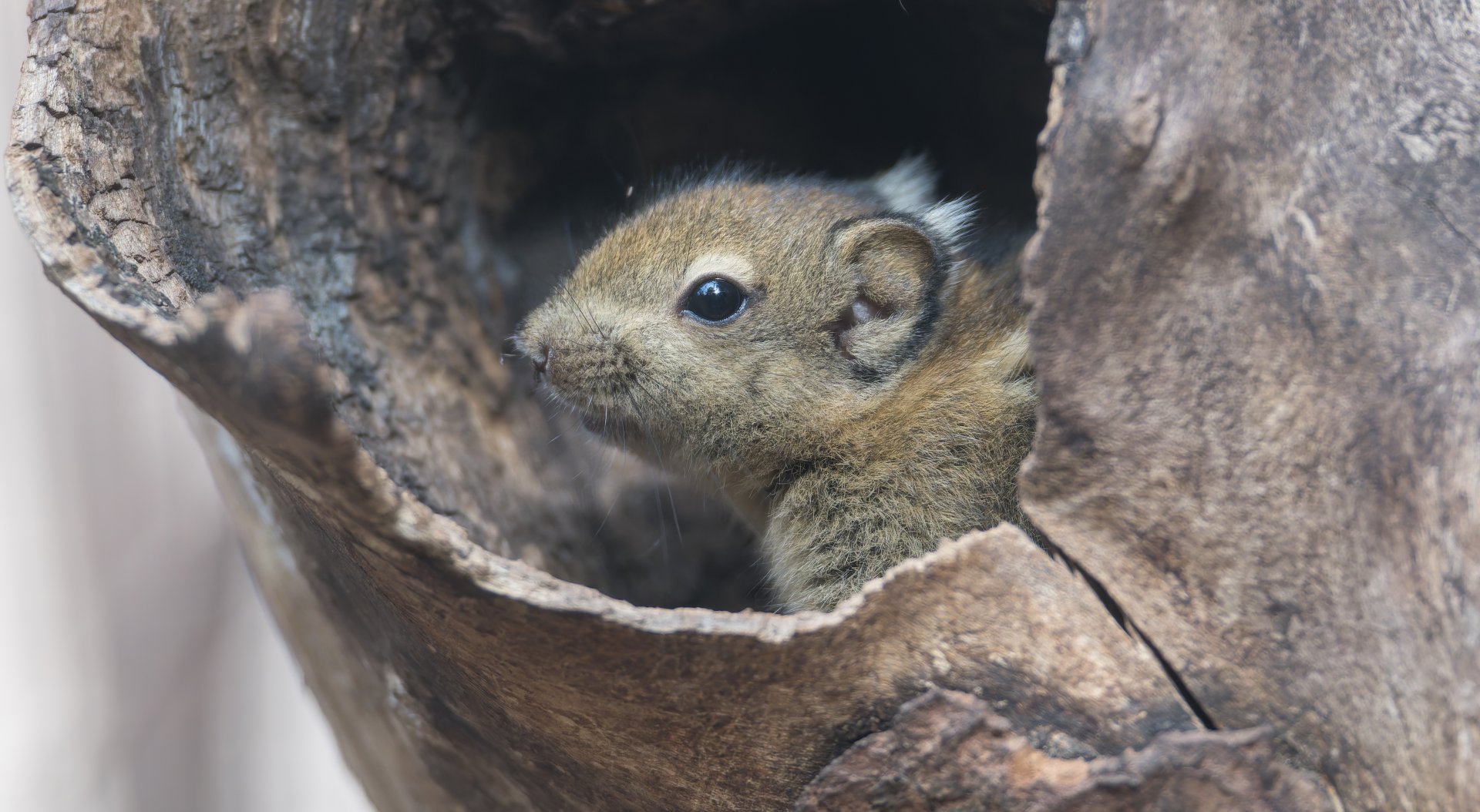 Swinhoe's Striped Squirrel juvenile, Chester, UK