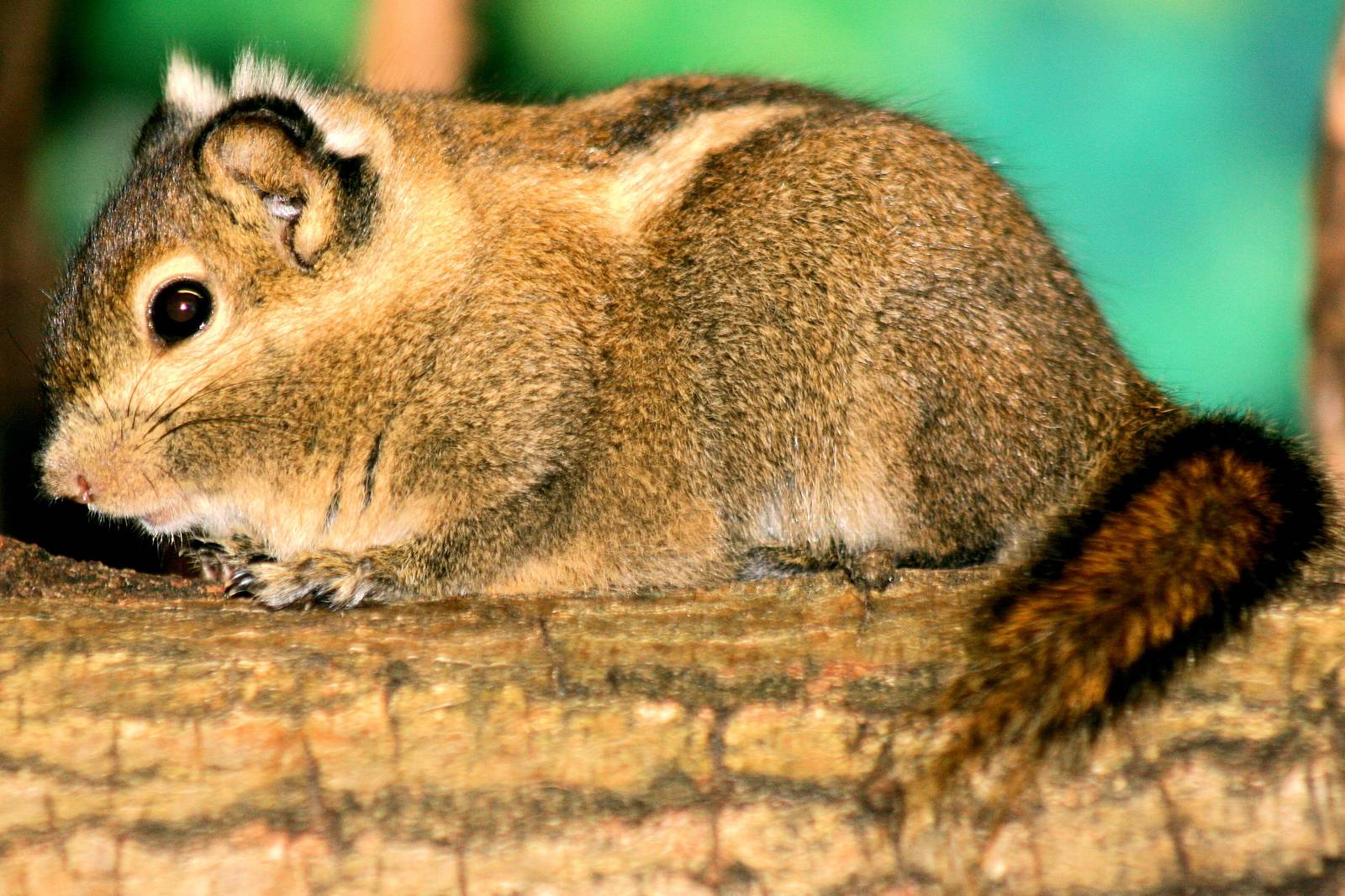 Swinhoe's striped squirrel; London Zoo; 24th January 2015
