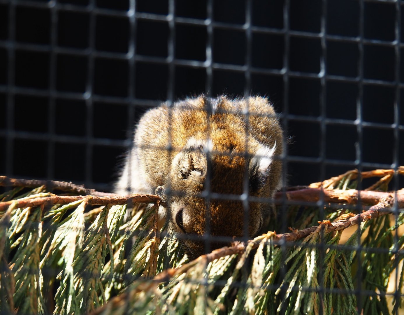 Swinhoe's striped squirrel (Tamiops swinhoei), 2019-06-01