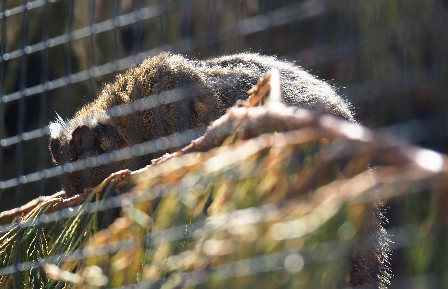 Swinhoe's striped squirrel (Tamiops swinhoei), 2019-06-01