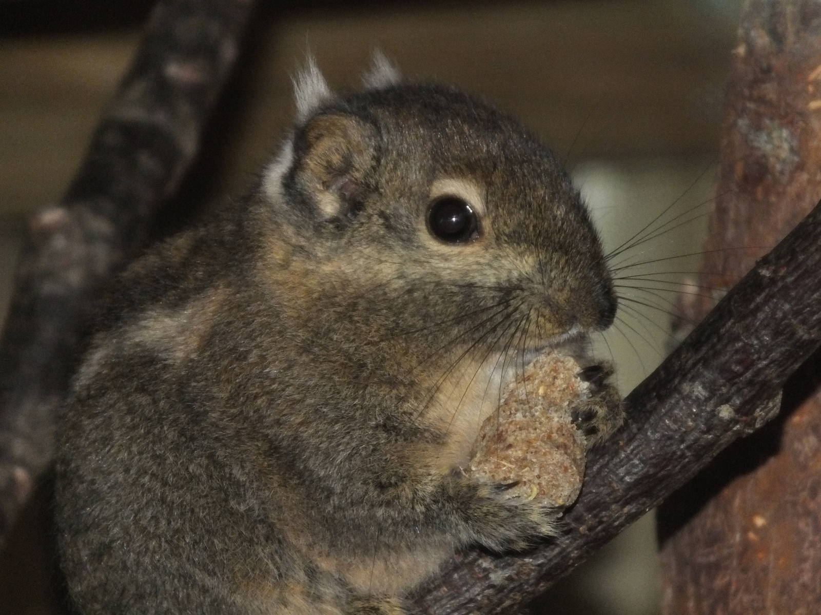 Swinhoe's striped squirrel (Tamiops swinhoei) at Newquay Zoo - January 29th