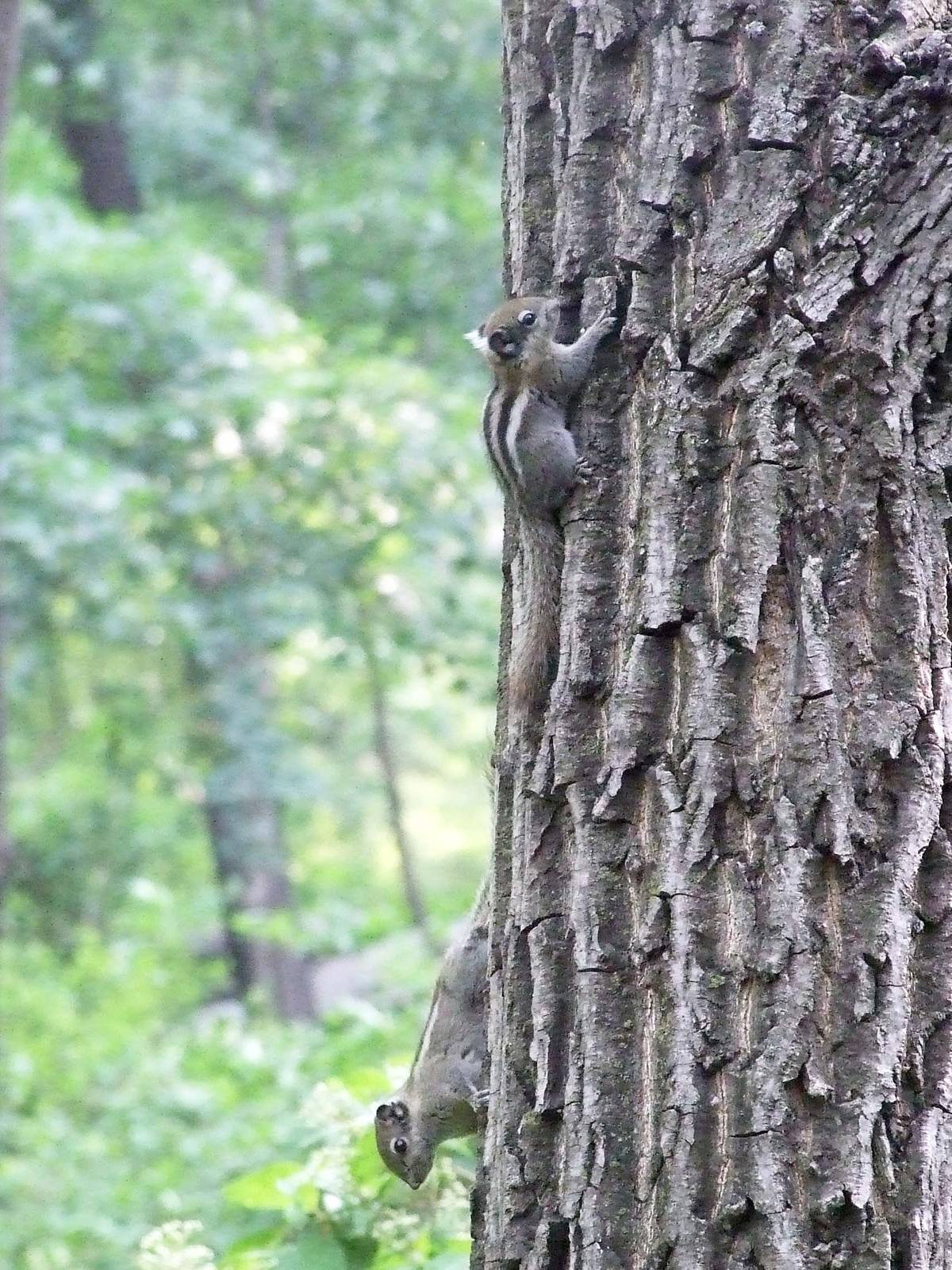 Swinhoe's Striped Squirrel (Tamiops swinhoei) - Beijing