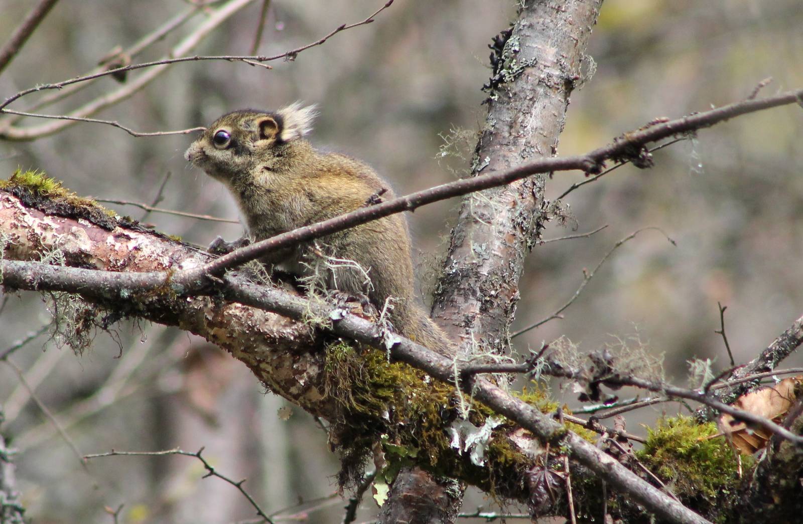 Swinhoes striped squirrel (Tamiops swinhoei)