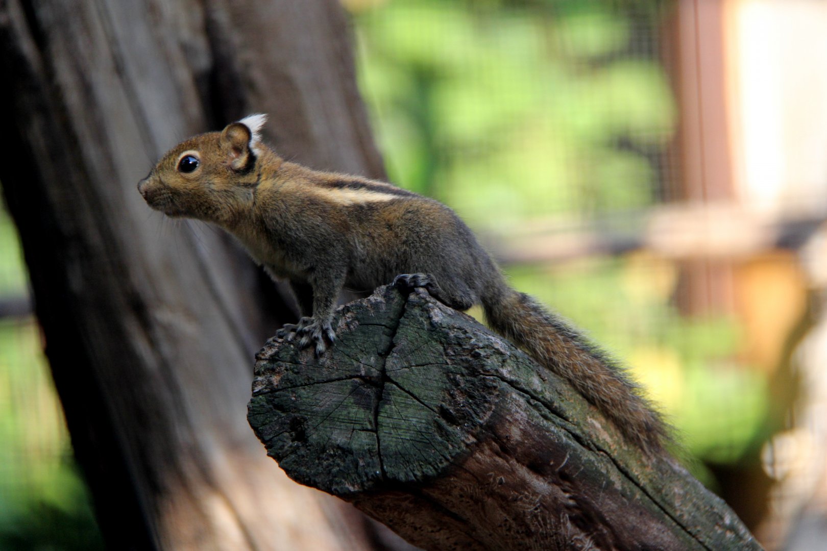 Swinhoe's striped squirrel (Tamiops swinhoei)