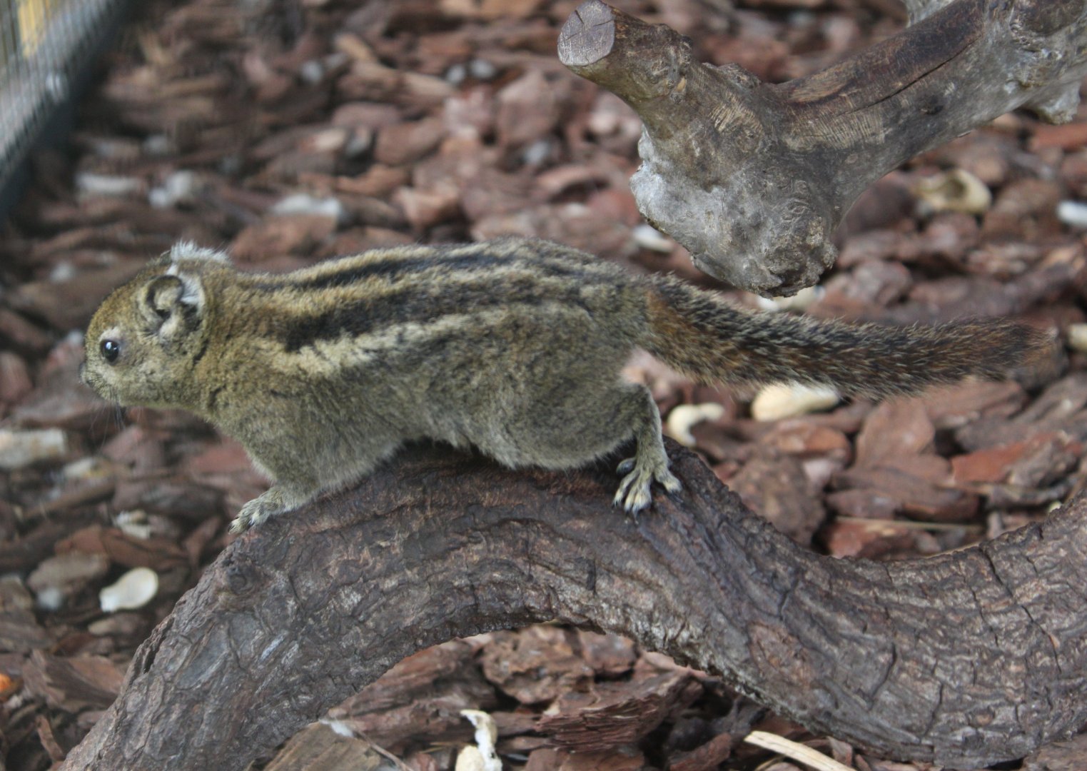 Swinhoe's striped squirrel - Tamiops swinhoei