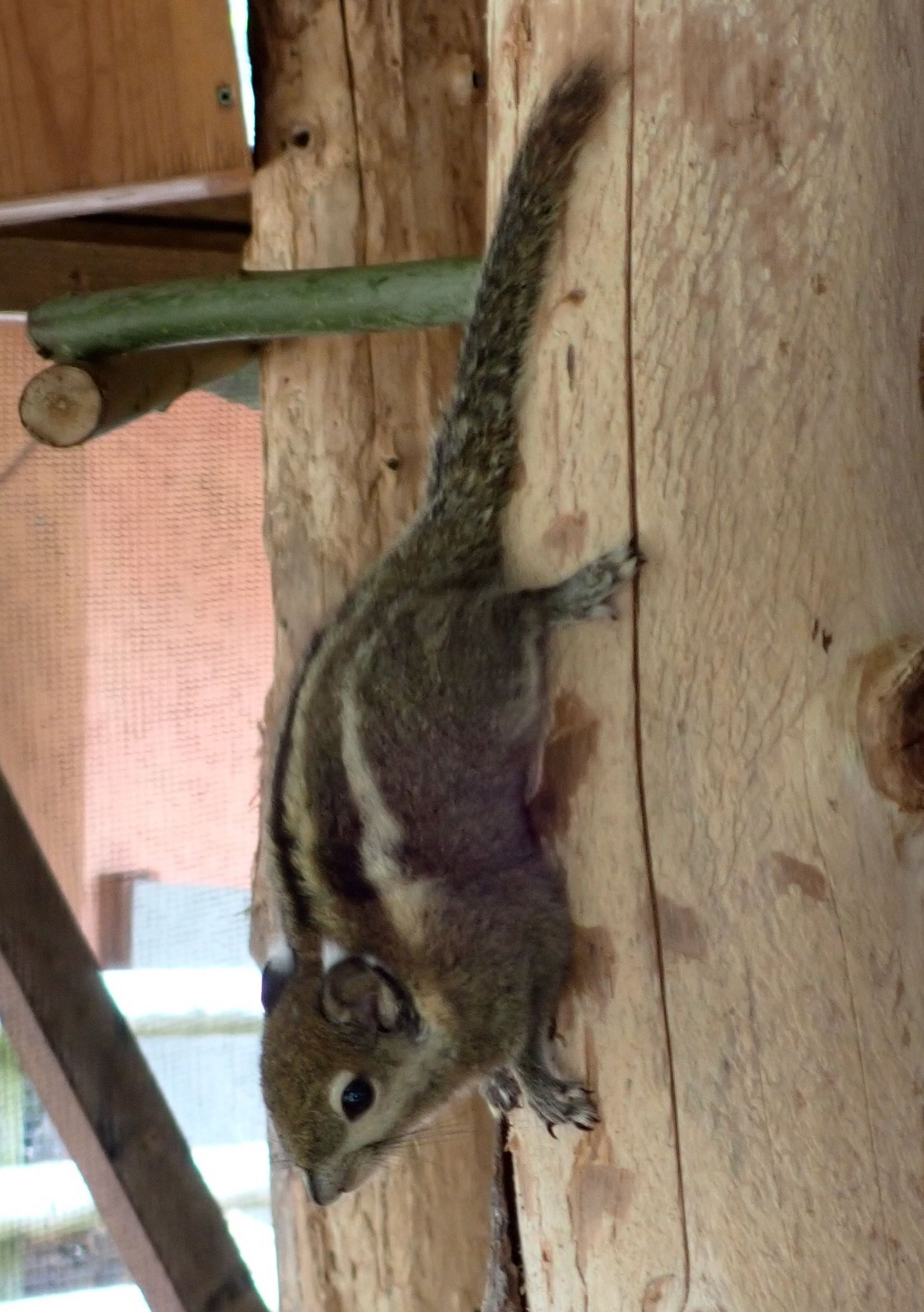 Swinhoe's Striped Squirrel - Tamiops swinhoei