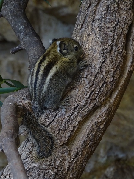 Swinhoe's striped squirrel (Tamiops swinhoei)
