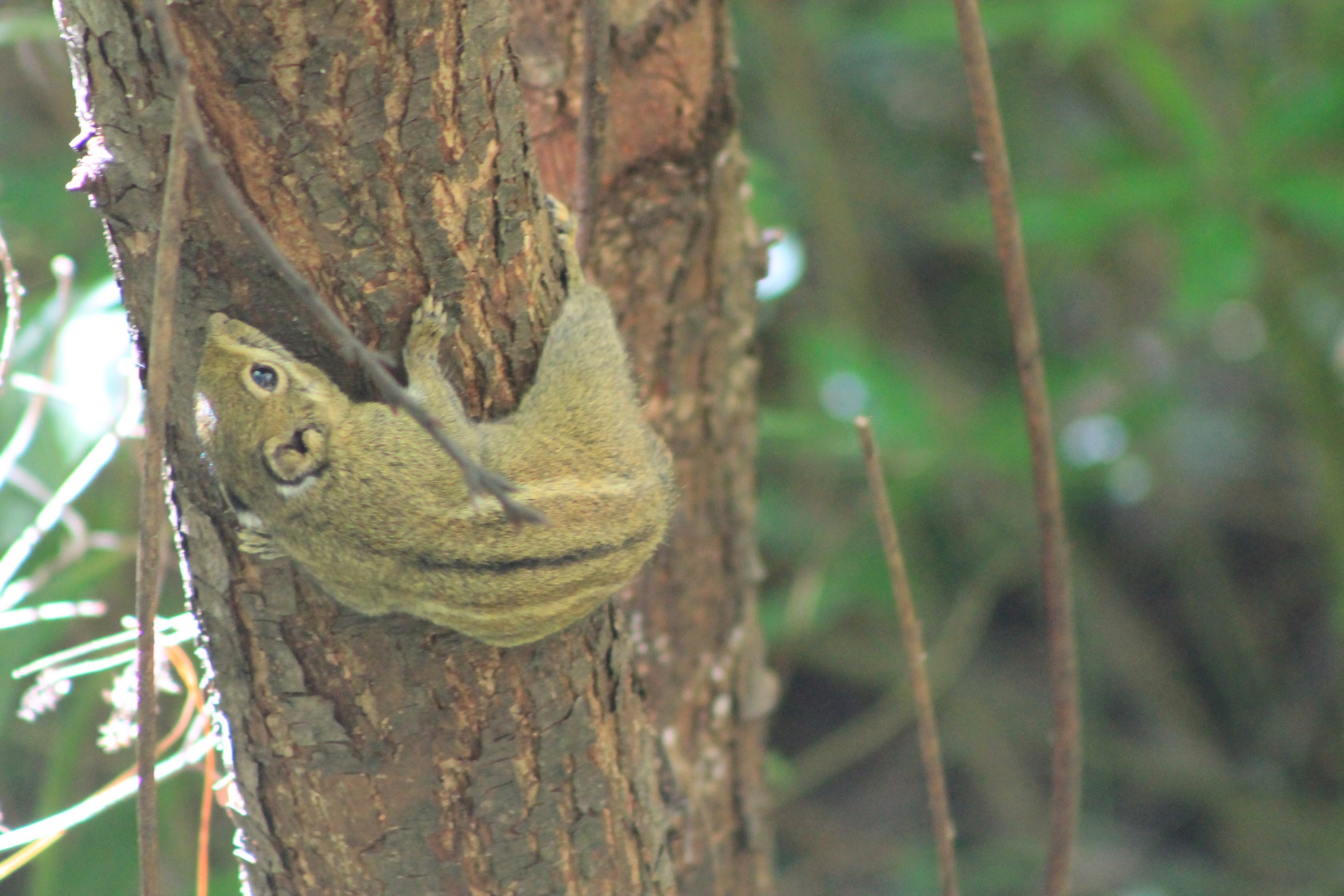 Swinhoe's Striped Squirrel (Tamiops swinhoei)
