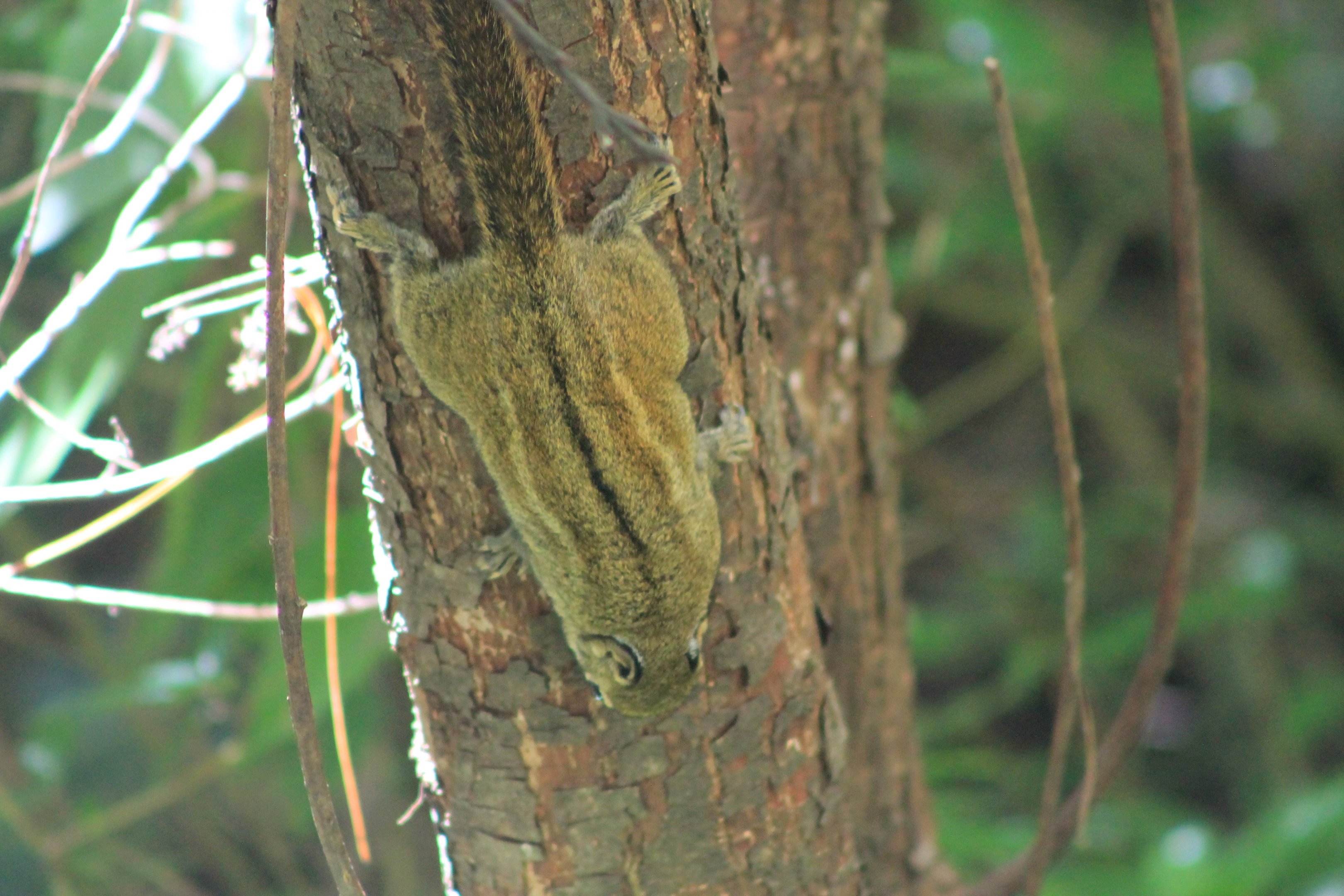 Swinhoe's Striped Squirrel (Tamiops swinhoei)