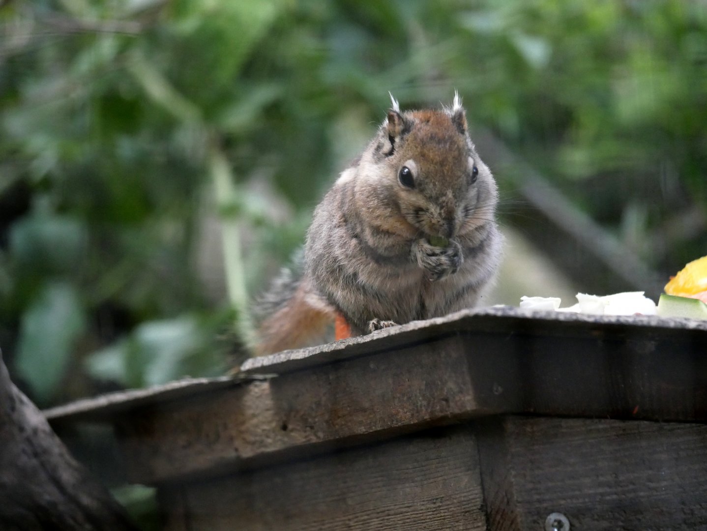 Swinhoe's striped squirrel (Tamiops swinhoei)