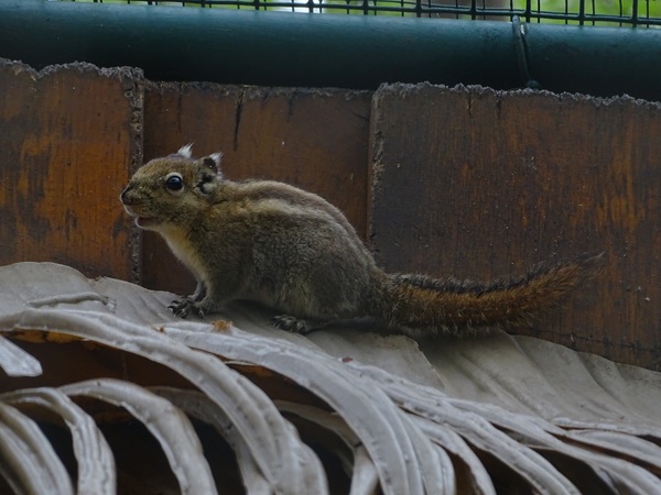 Swinhoe's striped squirrel (Tamiops swinhoei)