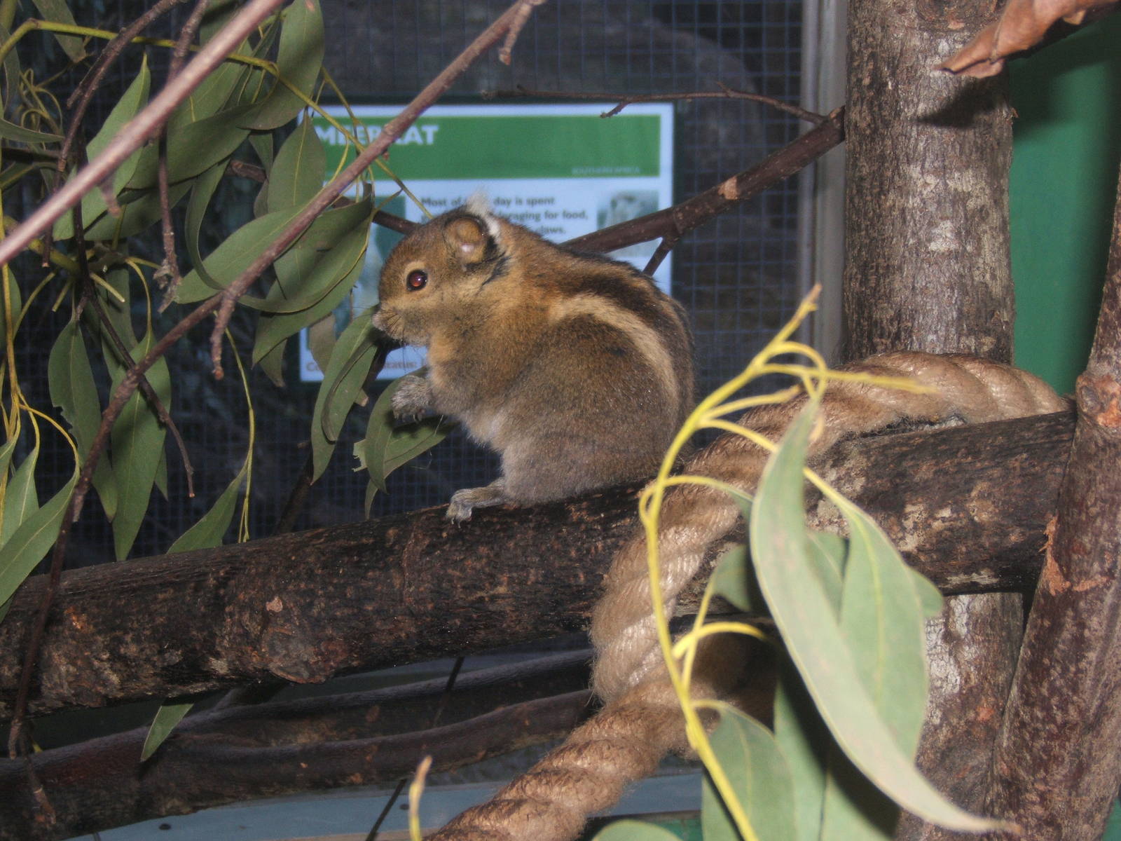 Swinhoes Striped Squirrel (Tamiops swinhoei)