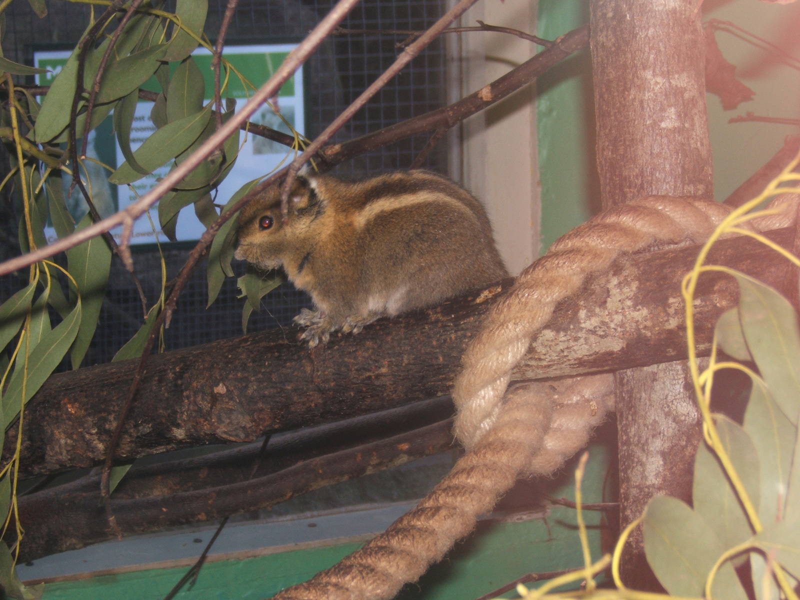 Swinhoes Striped Squirrel (Tamiops swinhoei)