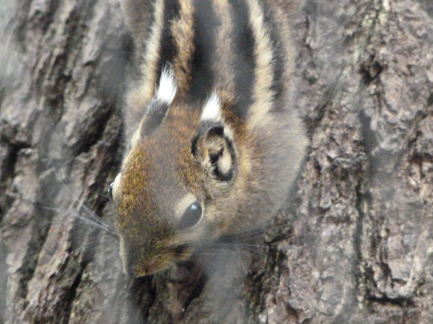 Swinhoe’s striped squirrel -Tierpark Berlin (2024)