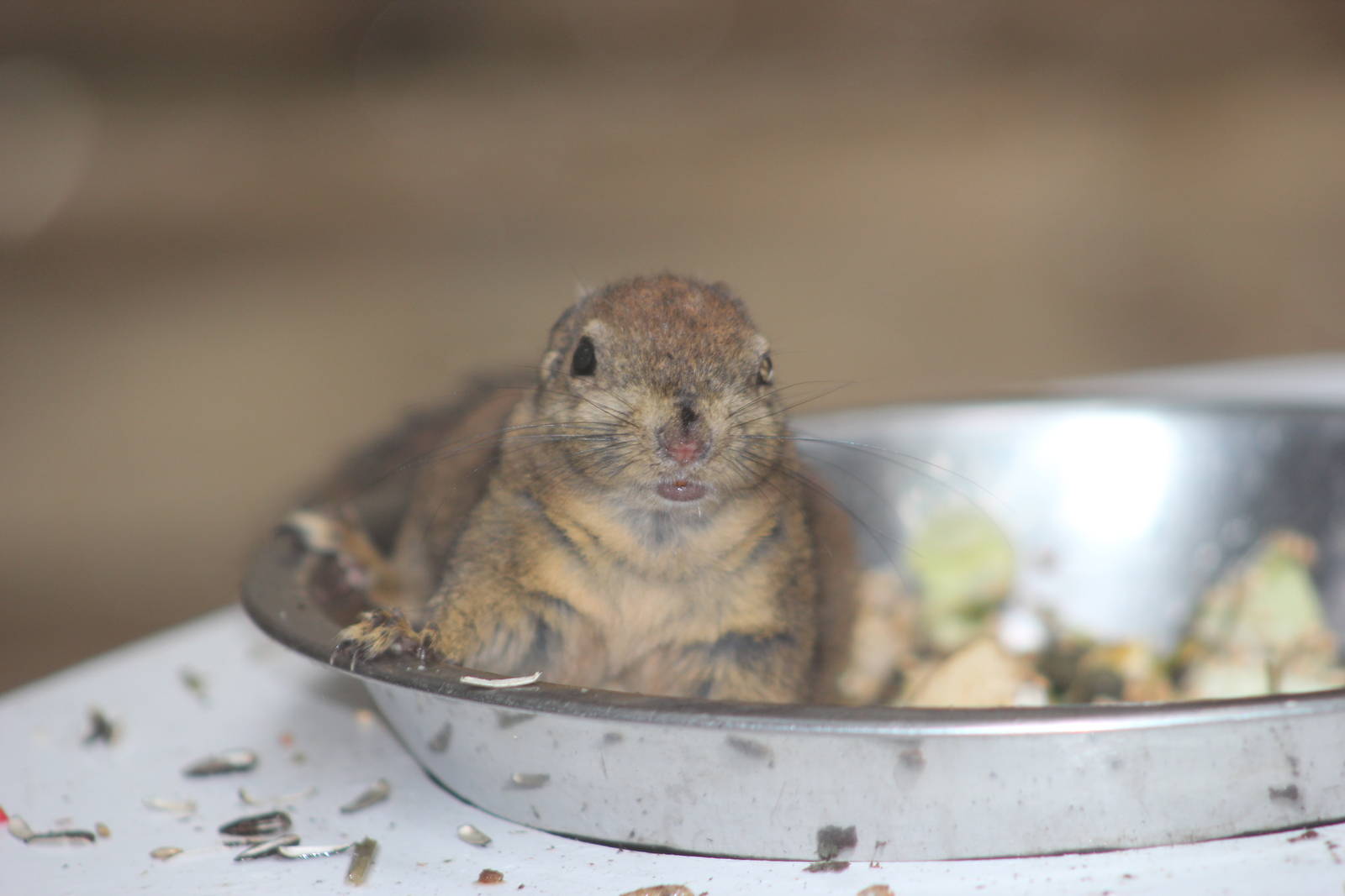 Swinhoe's striped squirrel