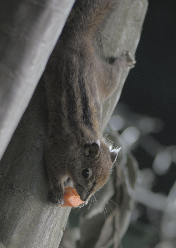 Swinhoe's striped squirrel