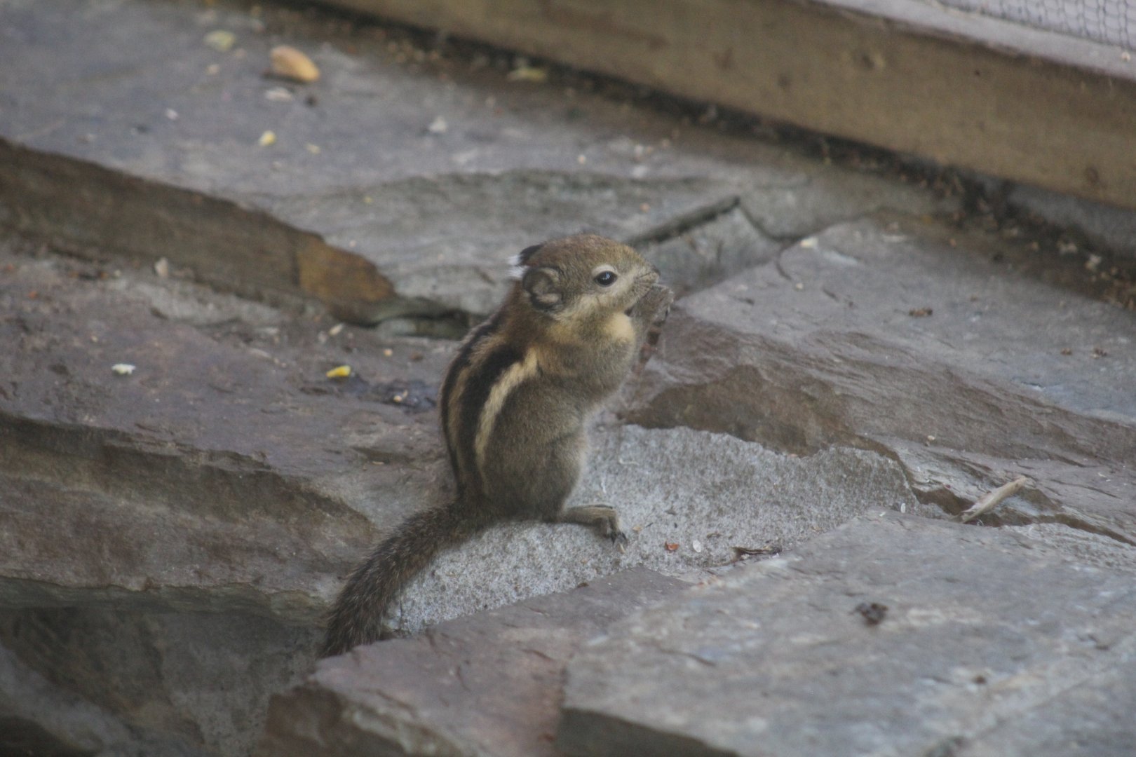 Swinhoe's Striped Squirrel