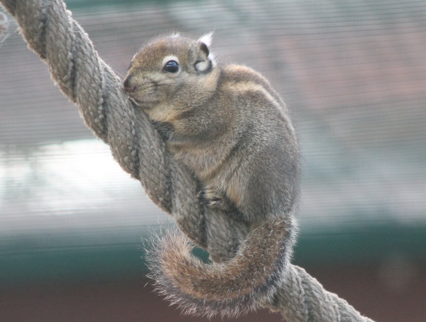 Swinhoe's striped squirrel