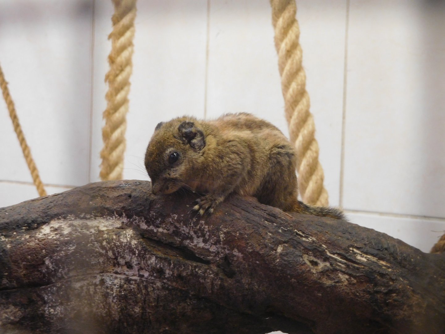 Swinhoe's striped squirrel