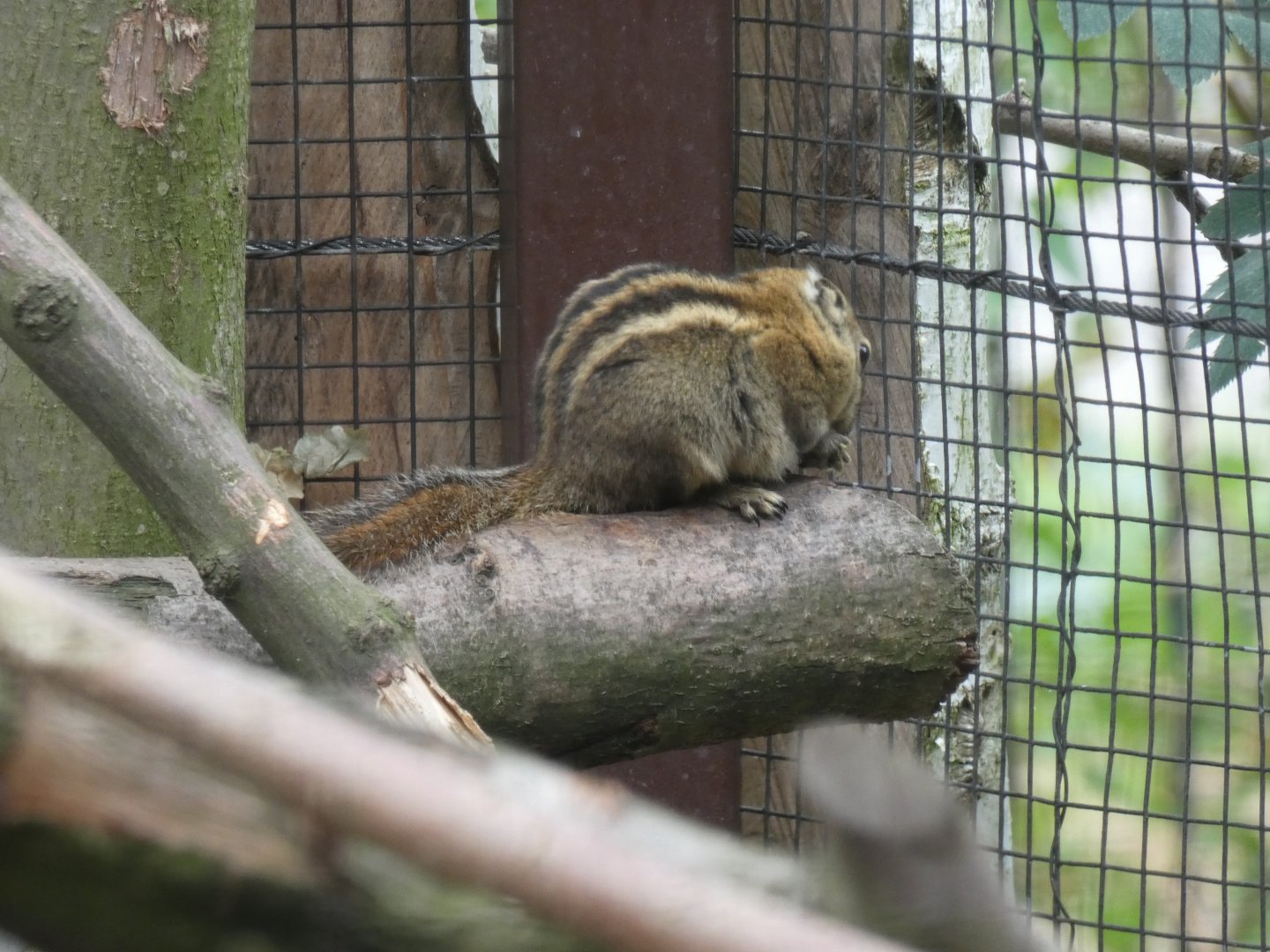 Swinhoe's Striped Squirrel