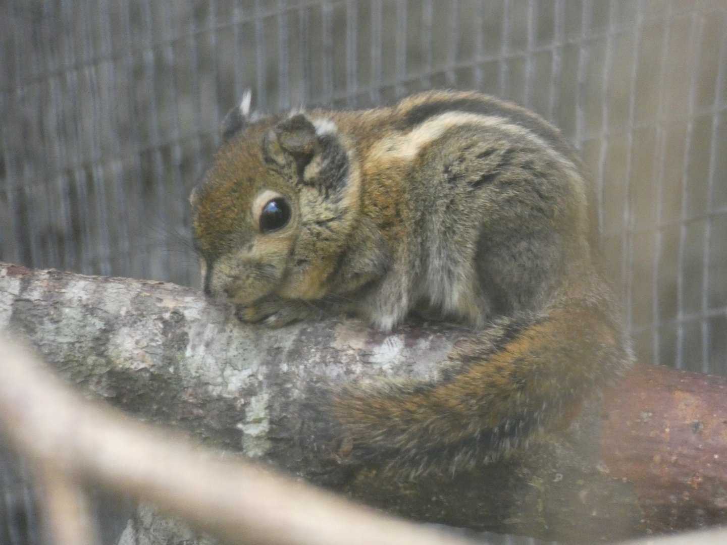 Swinhoe's Striped Squirrel