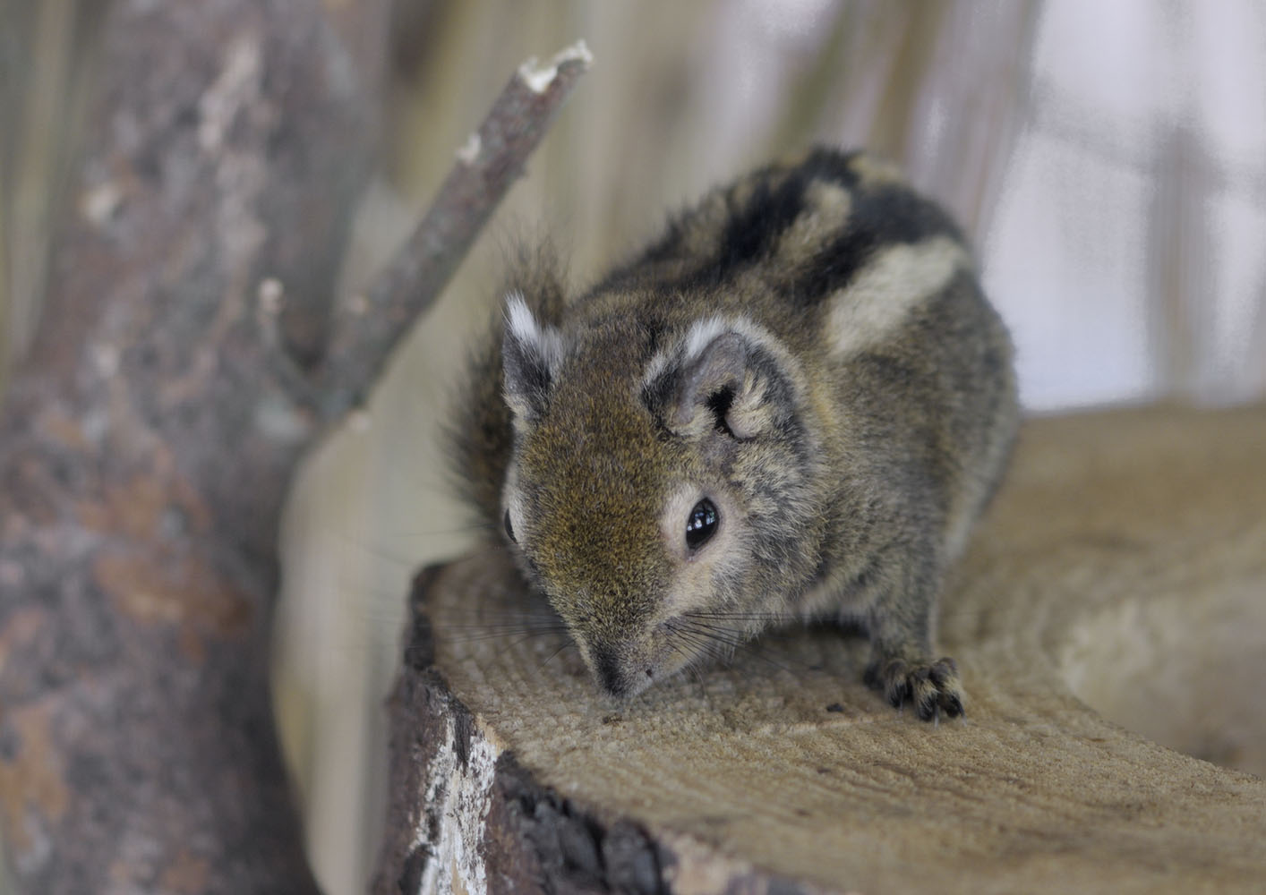 Swinhoe's striped squirrel