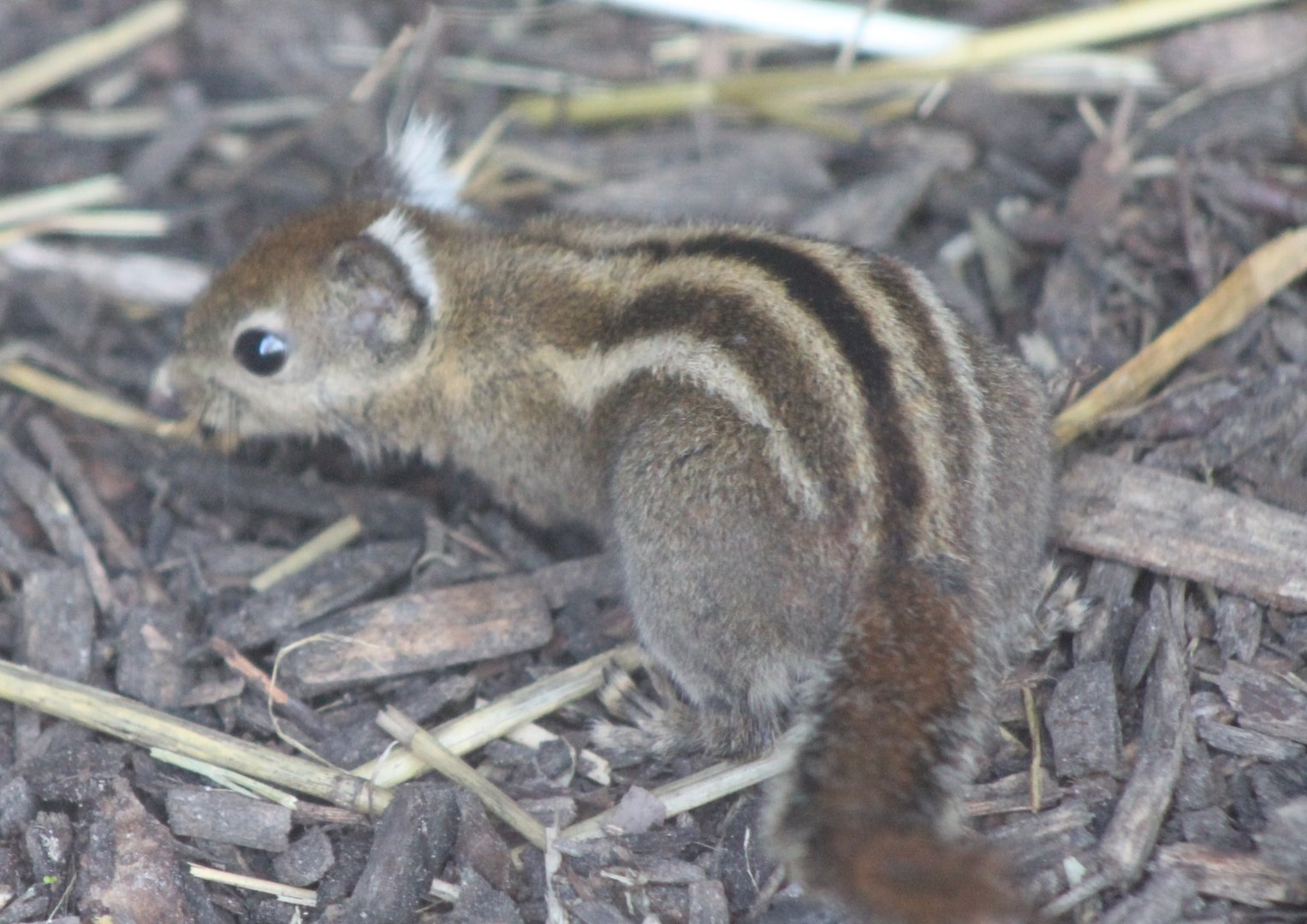 Swinhoe's striped squirrel