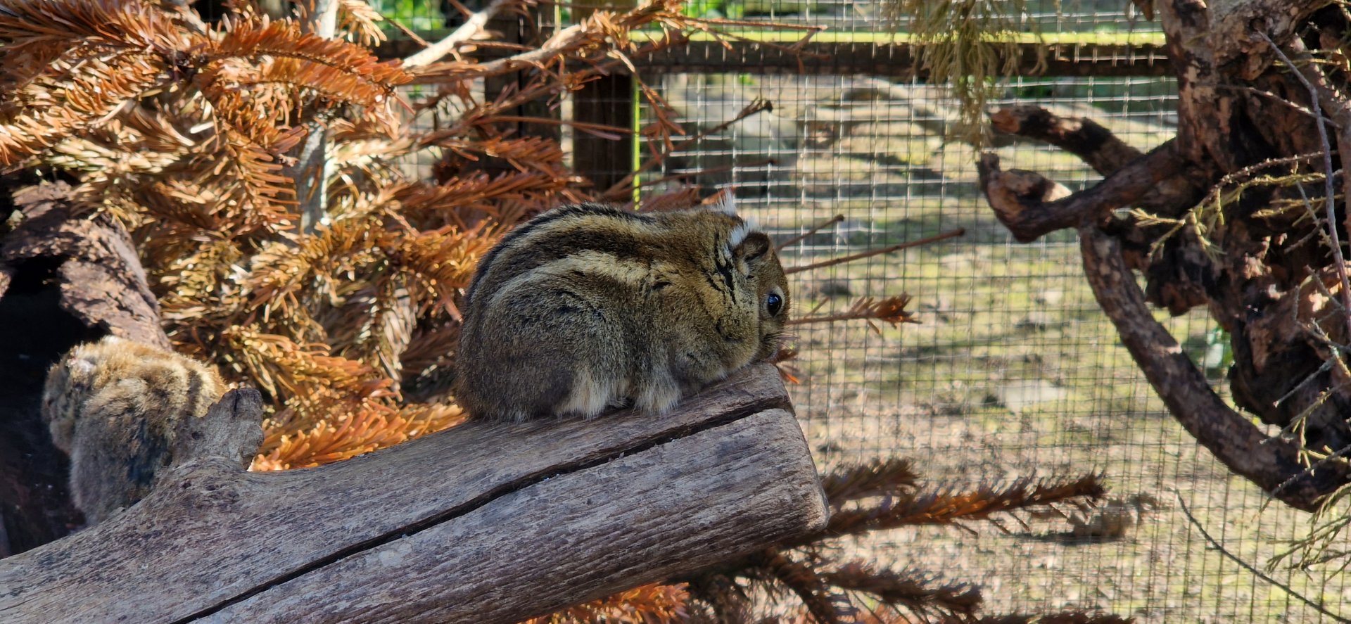 Swinhoe's Striped Squirrel