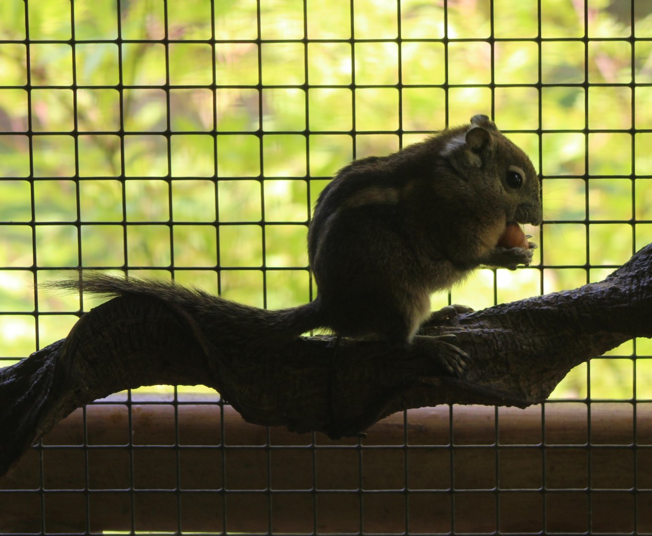 Swinhoe's striped squirrel