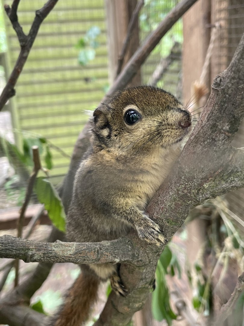 Swinhoe's Striped Squirrel