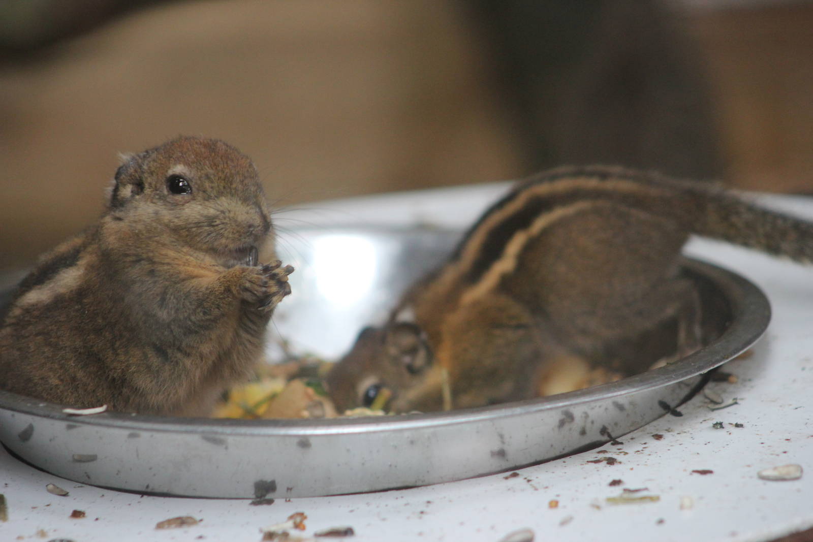 Swinhoe's striped squirrels