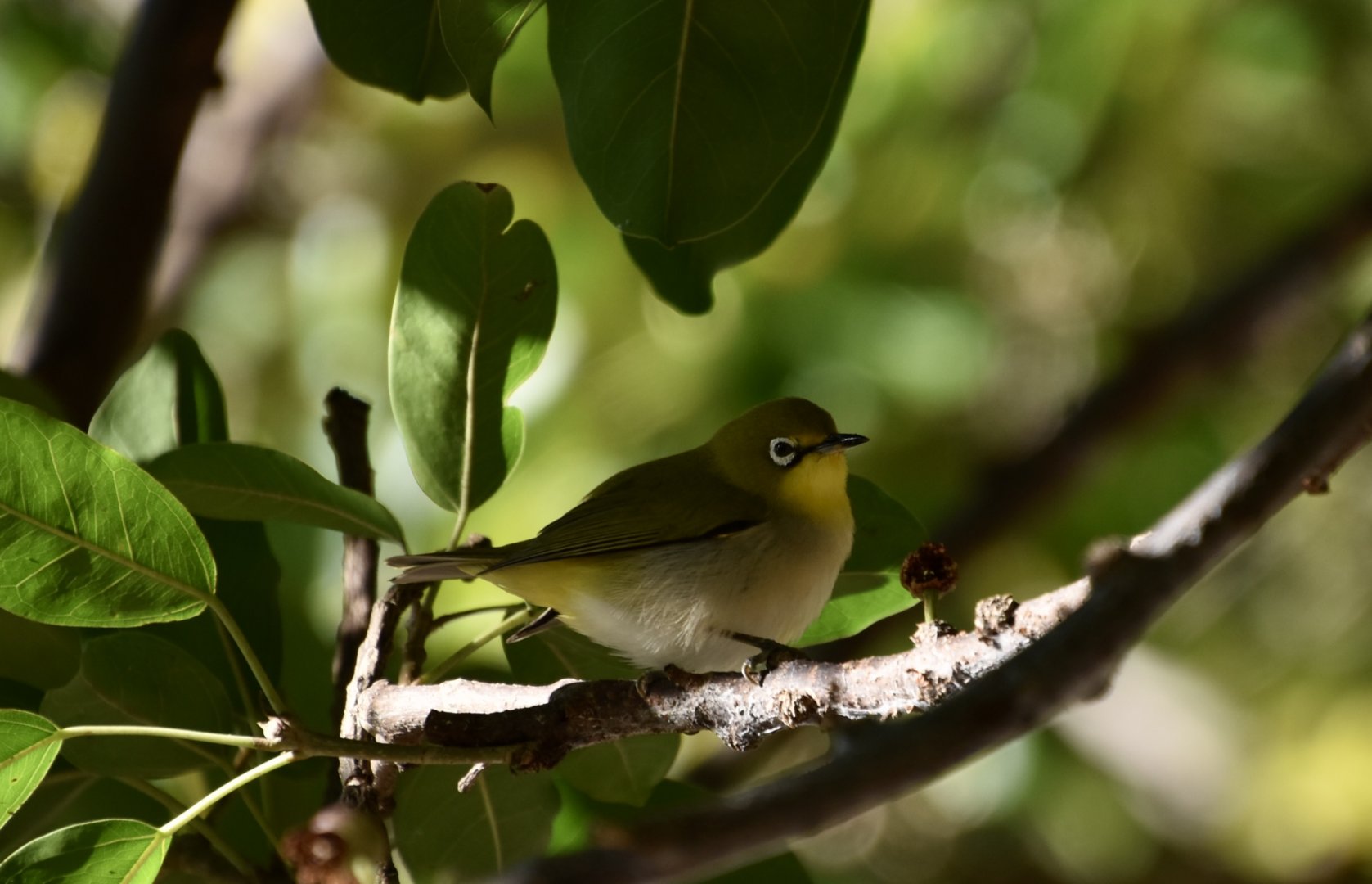 Swinhoe's White-Eye (Zosterops simplex simplex)