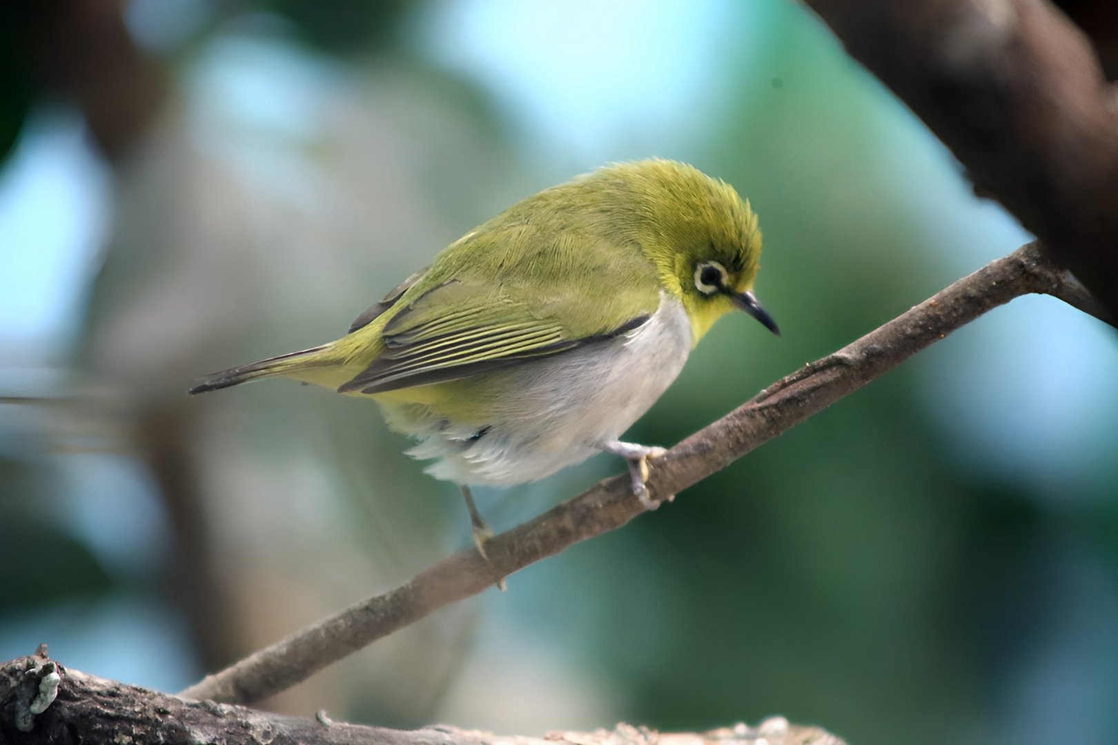 Swinhoe's White-eye (Zosterops simplex)