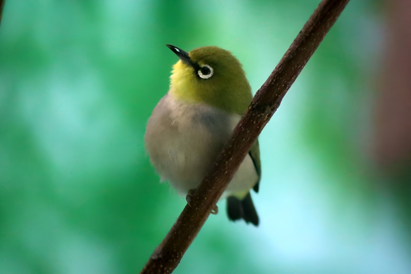Swinhoe's White-eye (Zosterops simplex)