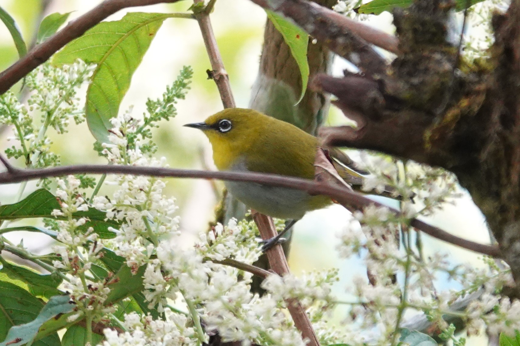 Swinhoe's White-eye