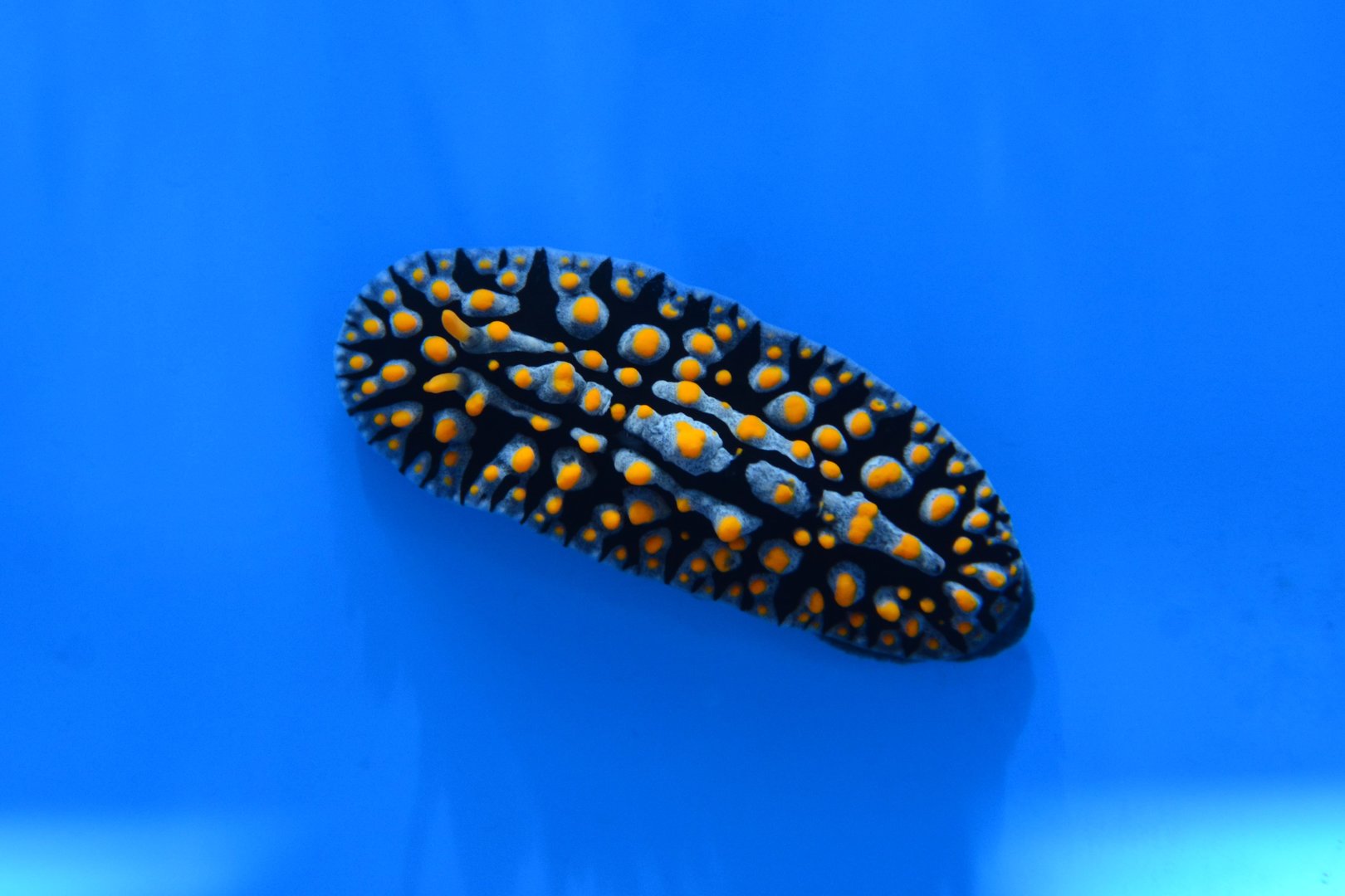Swollen nudibranch (Phyllidia varicosa)